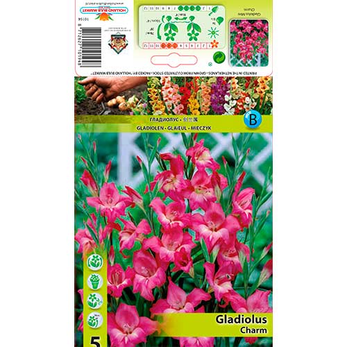 Gladiola patuljasta Charm slika 1 interface.art 76330