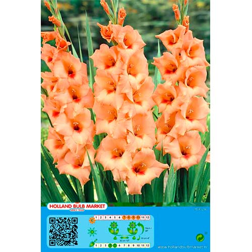 Gladiola Peter Pears slika 1 interface.art 76448