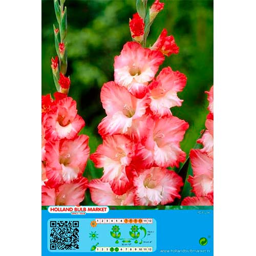 Gladiola Pink Lady slika 1 interface.art 76253