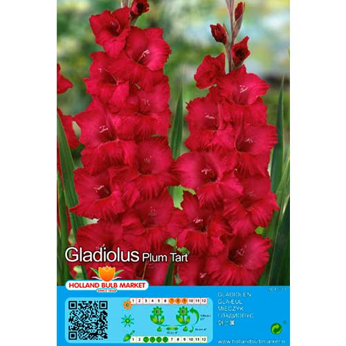Gladiola Plum Tart slika 1 interface.art 76449