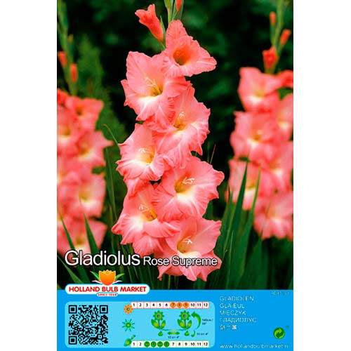 Gladiola Rose Supreme slika 1 interface.art 76668