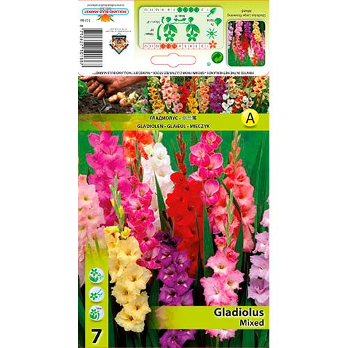 Gladiola Ruffle mix multicolor slika 1 interface.art 76249