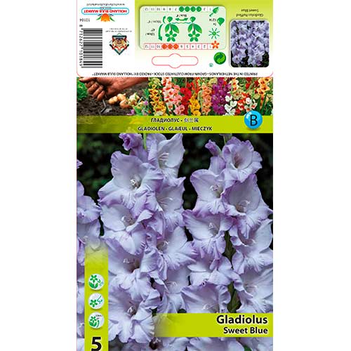 Gladiola Ruffled Sweet Blue slika 1 interface.art 76254