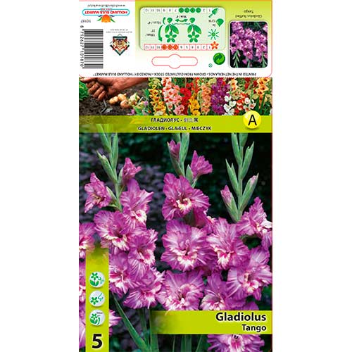 Gladiola Ruffled Tango slika 1 interface.art 76256