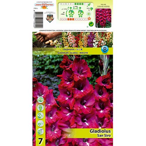 Gladiola San Siro slika 1 interface.art 70400