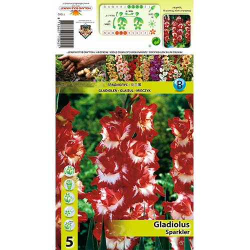 Gladiola Sparkler slika 1 interface.art 70402