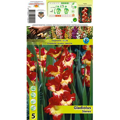 Gladiola Stereo slika 1 interface.art 70403