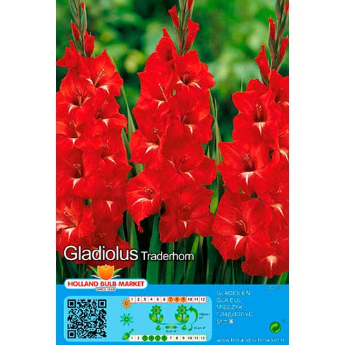 Gladiola Traderhorn slika 1 interface.art 70465