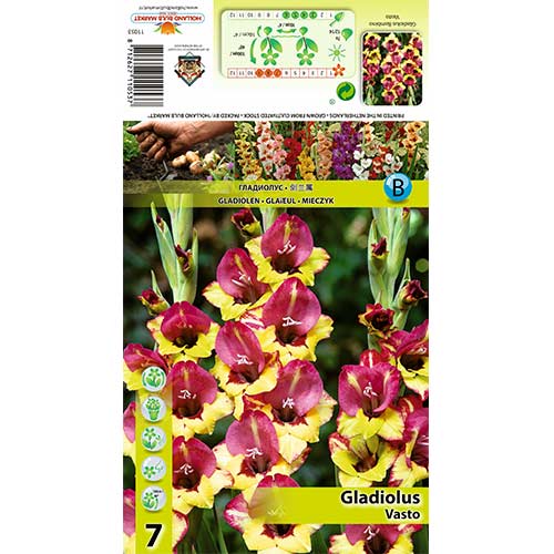 Gladiola Vasto slika 1 interface.art 70405