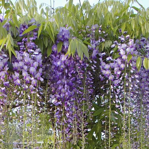 Glicinija (Wisteria floribunda ) Blue Dream, С2 slika 1 interface.art 8238