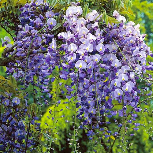 Glicinija (Wisteria frutescens ) Longwood Purple, С2 slika 1 interface.art 8239