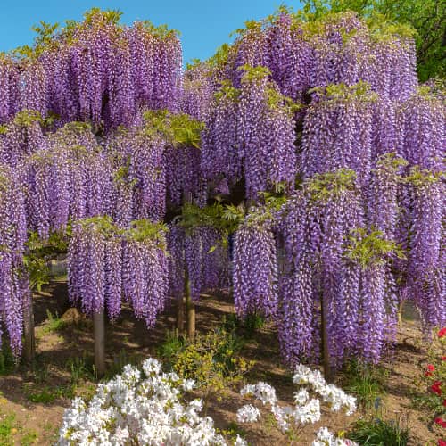 Glicinija (Wisteria sinensis) , P9 slika 1 interface.art 9024