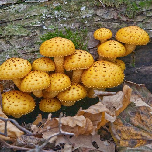 Gljiva Nameko slika 1 interface.art 96884