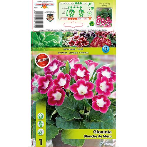 Gloksinija Blanche de Meru slika 1 interface.art 76259