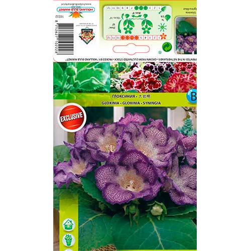 Gloksinija Tigrina Blue slika 1 interface.art 76261