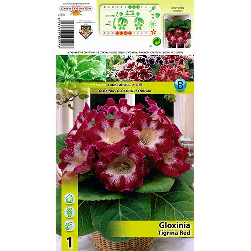 Gloksinija Tigrina Red slika 1 interface.art 70407
