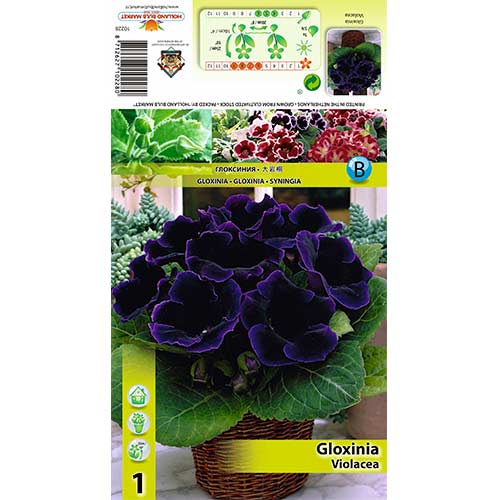 Gloksinija Violacea slika 1 interface.art 70408