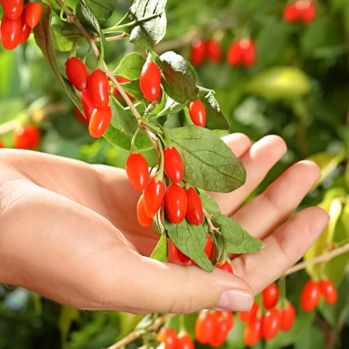 Goji Korean Big, P9 slika 1 interface.art 9321