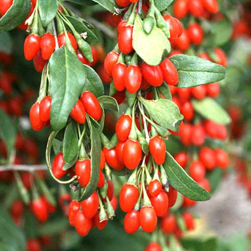 Goji - Lycium slika 1 interface.art 77817