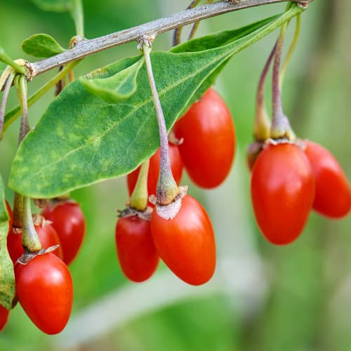 Goji New Big, P9 slika 1 interface.art 9322