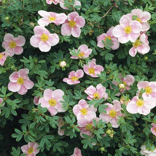 Grmolika petoprsta Princess, С2 slika 1 interface.art 8569