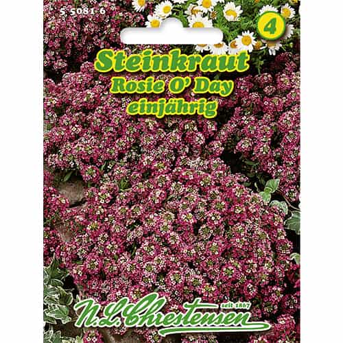 Grobeljnik (Alyssum) Rosie O'Day slika 1 interface.art 86166