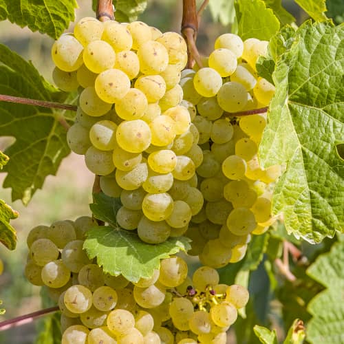 Grožđe Seyval Blanc, P9 slika 2 interface.art 7343