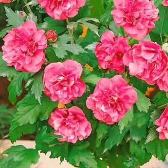 Hibiskus Duc de Brabant, P9 slika 1 interface.art 9021