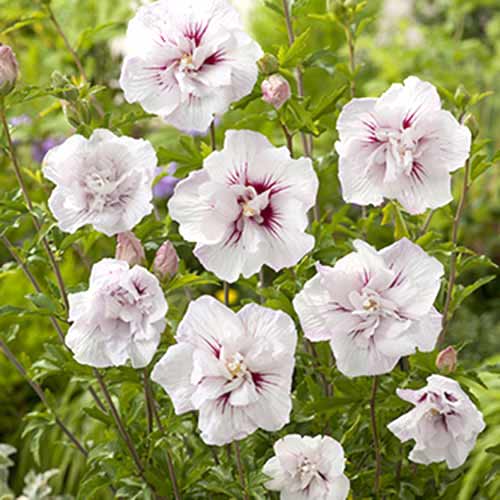 Hibiskus China Chiffon slika 1 interface.art 77811