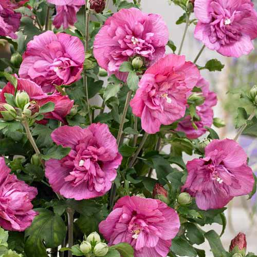 Hibiskus Magenta Chiffon slika 1 interface.art 76643