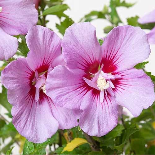 Hibiskus Maike, С2 slika 1 interface.art 9667