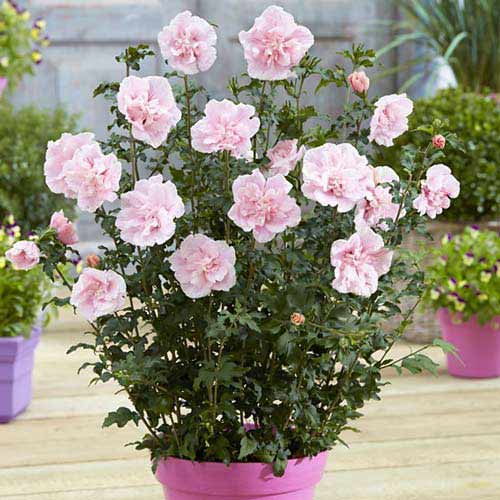 Hibiskus Pink Chiffon slika 1 interface.art 76644