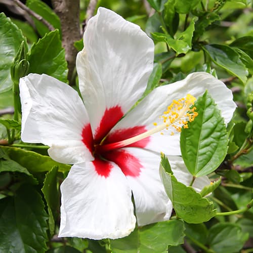 Hibiskus Red heart, P9 slika 1 interface.art 9022