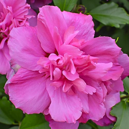 Hibiskus Sanchoyo, С2 slika 1 interface.art 9668