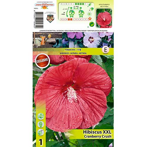 Hibiskus XXL Cranberry Crush slika 1 interface.art 70415
