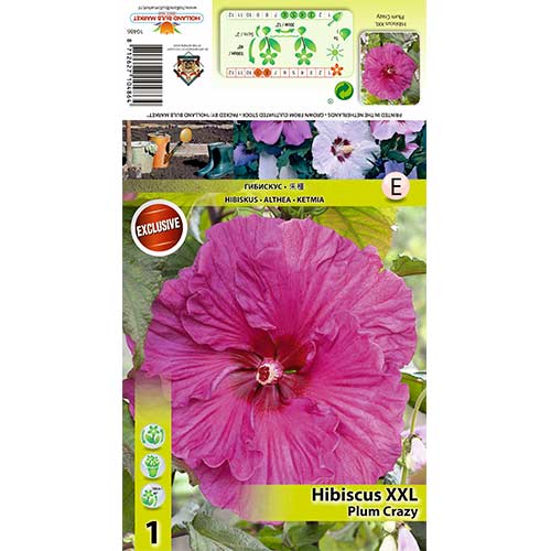 Hibiskus XXL Plum Crazy slika 1 interface.art 70417