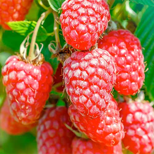 Hibrid kupine i maline Gigant, Р9 slika 1 interface.art 7511