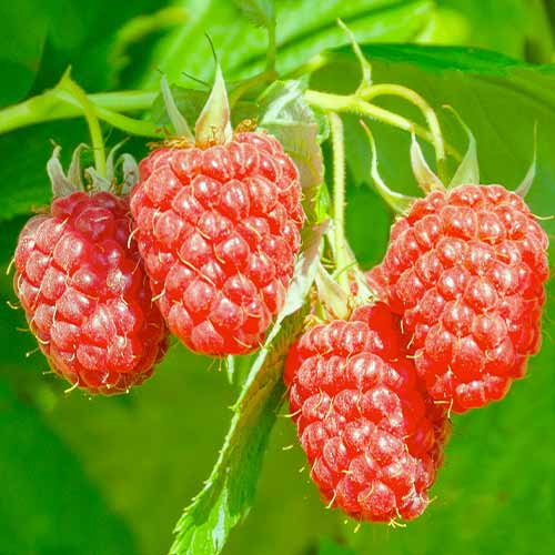 Hibrid kupine i maline Loganberry, Р9 slika 1 interface.art 7509