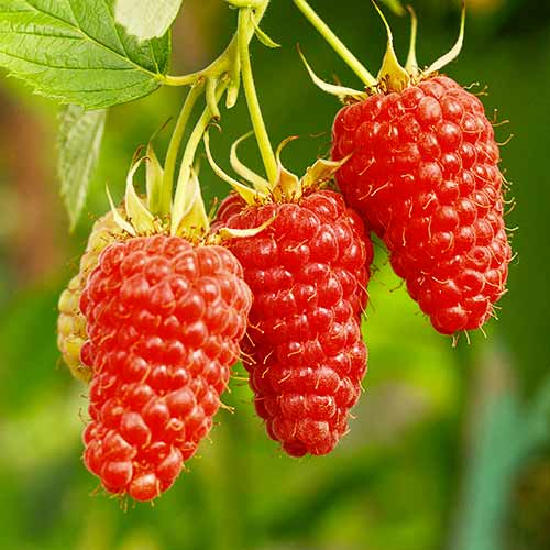 Hibrid kupine i maline Tayberry Medana, Р9 slika 1 interface.art 7510