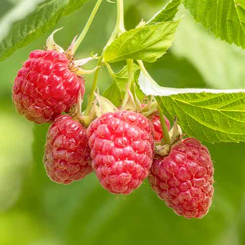 Hibrid kupine i maline Tummleberry slika 1 interface.art 5833