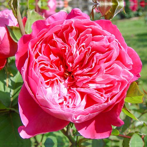 Hibridne čajevke Accademia slika 1 interface.art 5547