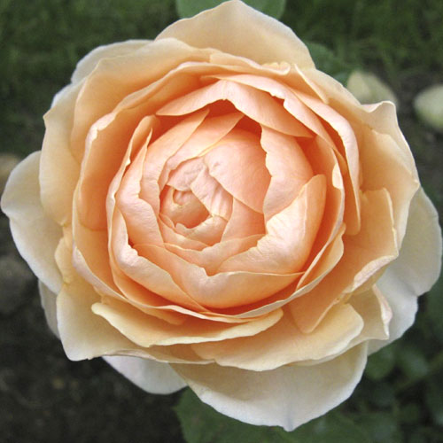 Hibridne čajevke Anna Fendi®, C5 slika 1 interface.art 5548