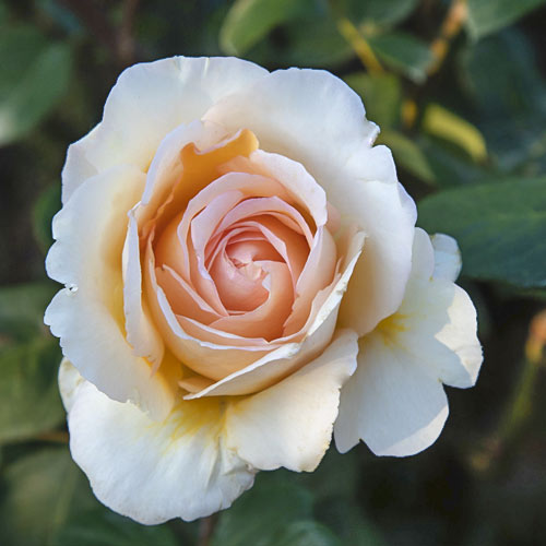 Hibridne čajevke Anna Fendi®, C5 slika 2 interface.art 5548