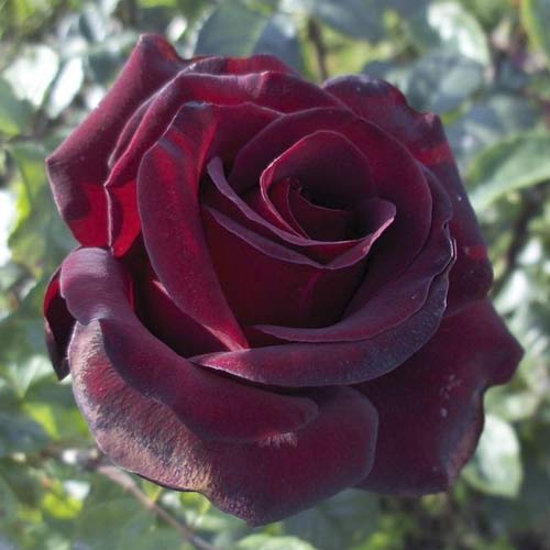 Hibridne čajevke Black Madonna slika 1 interface.art 6222