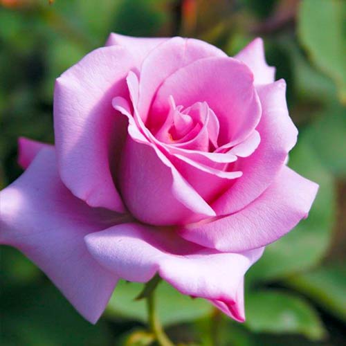 Hibridne čajevke Blue Girl slika 1 interface.art 5519