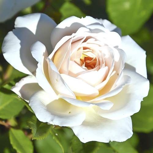 Hibridne čajevke Brilliance slika 1 interface.art 6223