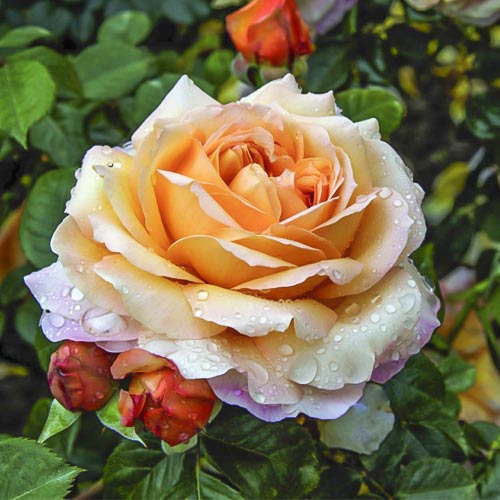 Hibridne čajevke Capri®, C5 slika 1 interface.art 5556