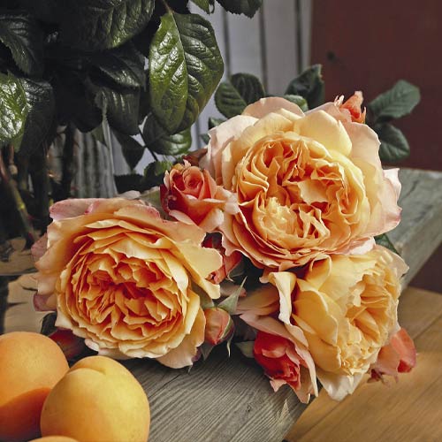 Hibridne čajevke Capri®, C5 slika 2 interface.art 5556