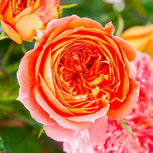 Hibridne čajevke Carmen slika 1 interface.art 5520