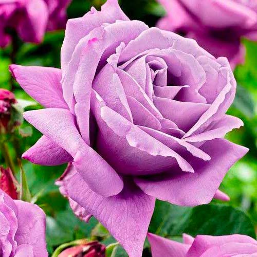 Hibridne čajevke Charley slika 1 interface.art 3657